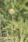 Pineland false sunflower